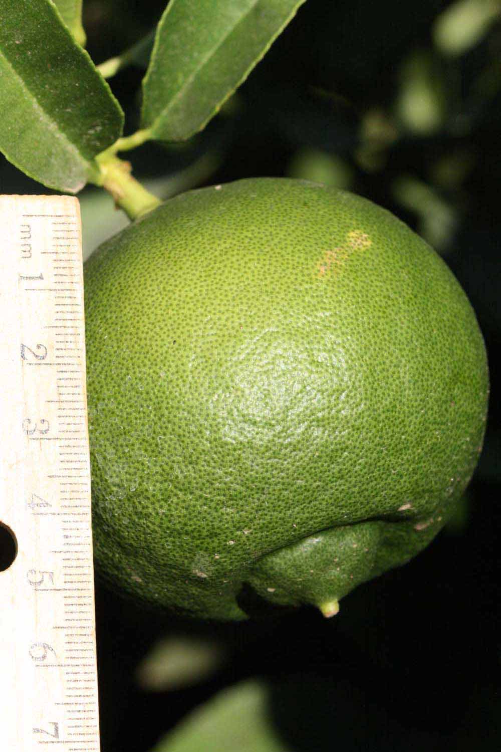            Immature fruit (Riverside, CA)   